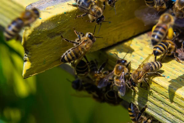 Lot Bees Returning Bee Hive Entering Beehive Collected Floral Nectar — Stock Photo, Image
