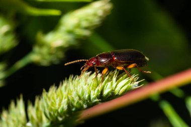 copper colored ground beetle on grass in a natural environment. summer, dream day.