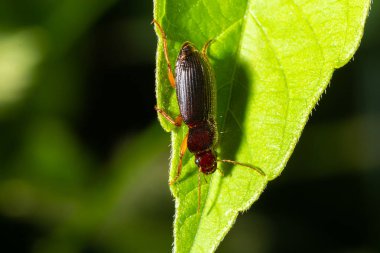 copper colored ground beetle on grass in a natural environment. summer, dream day.