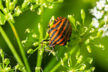 Avrupa Ozan Böceği ya da İtalyan Çizgili Kalkan Böceği, Graphosoma Lineatum, çimenlere tırmanıyor.