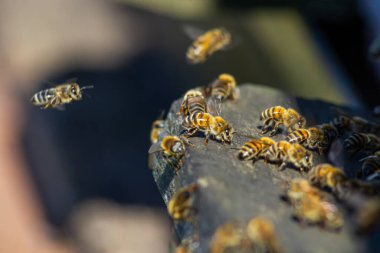 swarm of honey bees flying around beehive. Bees returning from collecting honey fly back to the hive. Honey bees on home apiary, apiculture concept.