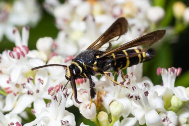 Paranthrene tabaniformis on elder flower close-up. In the natural environment, near the forest in summer.