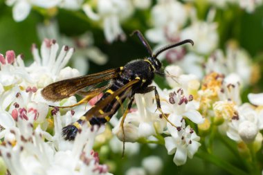 Paranthrene tabaniformis on elder flower close-up. In the natural environment, near the forest in summer.