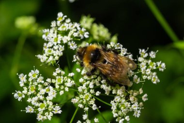 A macro shot of a bumblebee collecting pollen from a Chaerophyllum flower.