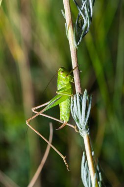 Green grasshopper sitting on a green leaf. Grasshopper in nature.