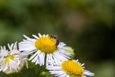 Geleneksel Fleabane çiçeği Erigeron Annuus 'un üzerindeki küçük yabani arıya yaklaşıyoruz..
