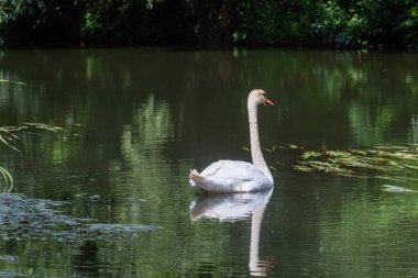 Nehirde süzülen sessiz kuğu Cygnus renginde. Yaz güneşli gün doğal çevre.