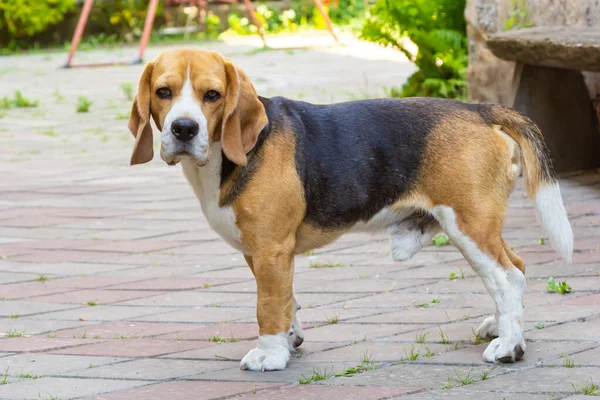 Beautiful Domestic Dog Beagle Indoor Pet Walk Beautiful Show Dog — Fotografia de Stock