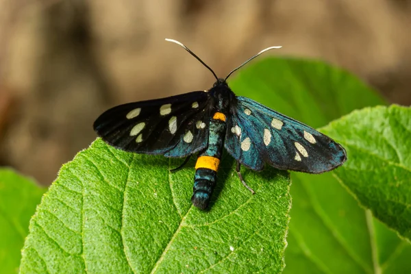 Close Nine Spotted Moth Amata Phegea Spread Wings — Zdjęcie stockowe