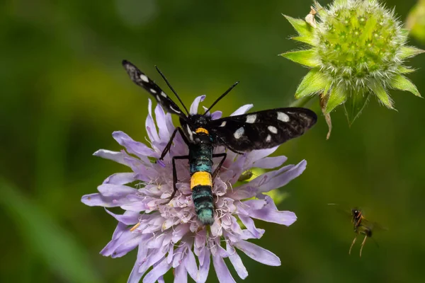 Close Nine Spotted Moth Amata Phegea Spread Wings — Photo