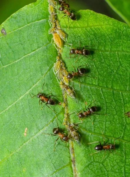 Ants Collecting Honeydew Greenflies Aphids Plant Stem — Stock Photo, Image