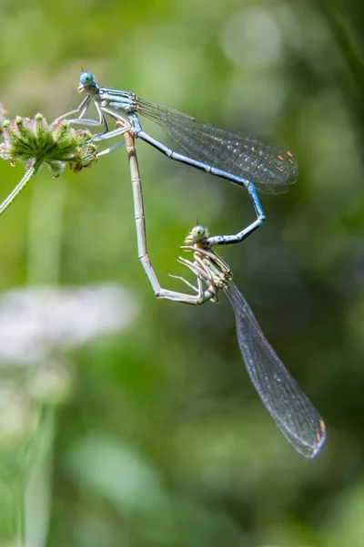 白色的腿果蝇或蓝色的羽毛腿雄鸟 坐在干枯的草茎上 马鞭草属物种 Platycnemis Pennipes — 图库照片