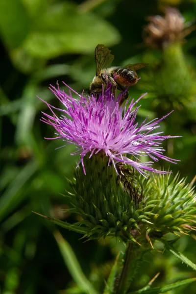 Méhecske Kisebb Bojtorján Közelkép Szelektív Fókuszálva Előtérre — Stock Fotó