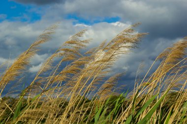 Phragmites australis leaves and flowers close to the lake in autumn are moved by the wind.