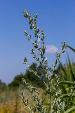 Artemisia absinthium, aster ailesinin uzun ömürlü bitkisidir. İlaç, gıda, bitki öldürücü, gerekli yağ, boya, tanin taşıyıcı ve böcek öldürücü kültür. Dünyanın en acı bitkilerinden biri..