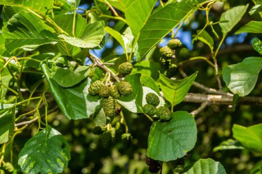 Kızılağaç yaprak ve yeşil koni dalı. Alnus glutinosa, ortak Kızılağaç, siyah Kızılağaç bahar dalı.