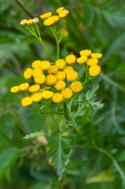 Tansy flowers Tanacetum vulgare Genus of perennial herbaceous plants and shrubs of the family Asteraceae.