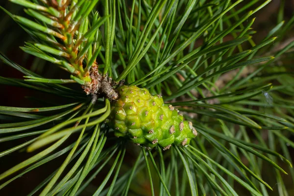 pine tree Green pine cone hanging on fir needles branch. Medicinal plant.