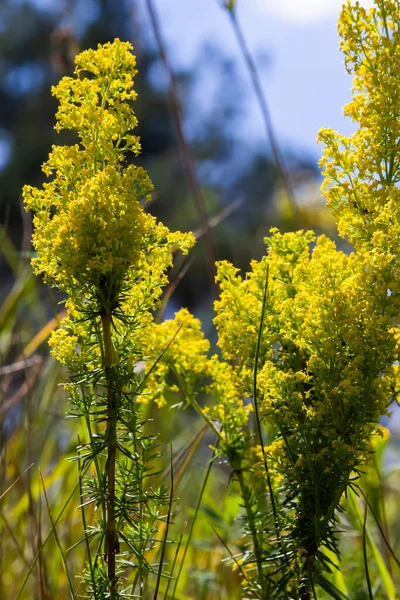 Flowering Meadow Galium Verum Lady Bedstraw Yellow Bedstraw Galum Verum — Stock Photo, Image