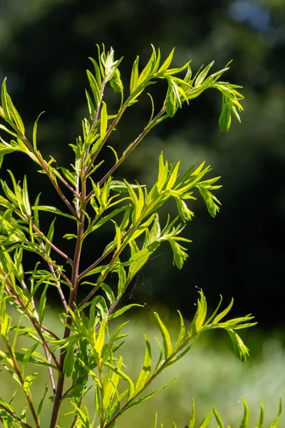 Solidago Canadensis Known Canada Goldenrod Canadian Goldenrod Herbaceous Perennial Plant — Zdjęcie stockowe