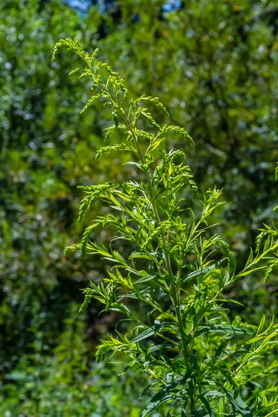 Solidago Canadensis Known Canada Goldenrod Canadian Goldenrod Herbaceous Perennial Plant — 图库照片