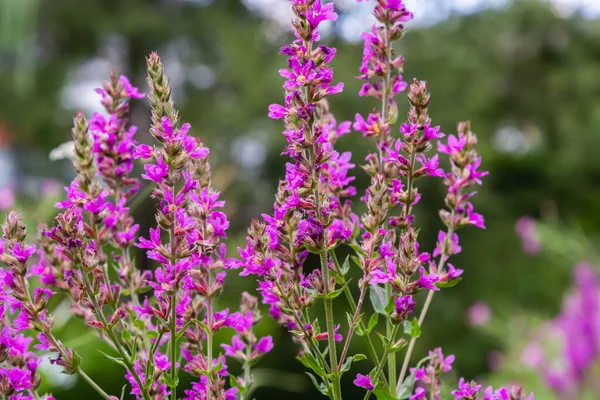 Lythrum Salicaria Purple Loosestrife Spiked Loosestrife Purple Lythrum — Stockfoto