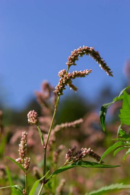 Persicaria longiseta, Asyalı kadınların baş parmağı, uzun tüylü akıllı ot, düşük akıllı su yosunu, Asya su biberi, tüylü düğüm otu ve çalı bitkisi olarak bilinen bir bitki türü.