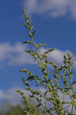 Artemisia absinthium, aster ailesinin uzun ömürlü bitkisidir. İlaç, gıda, bitki öldürücü, gerekli yağ, boya, tanin taşıyıcı ve böcek öldürücü kültür. Dünyanın en acı bitkilerinden biri..