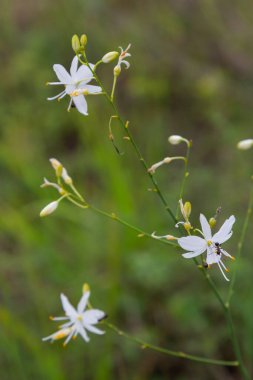 Anthericum ramosum, known as branched St Bernard's-lily, white flower, herbaceous perennial plant, blurred dark green background, selective focus.