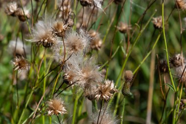 Centaurea Jacea, aster ailesinin bir tarla bitkisidir. Tohumlu sonbahar bitkileri. İlaç bitkileri.