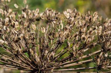 Mavi gökyüzüne karşı dev Hogweed Heracleum mantegazzianum. Kuru yaban domuzu ve kocaman tohum sepetleri. Gökyüzüne karşı tohumları olan dev bir yaban domuzu sepetleri. İstilacı zehirli bitki.