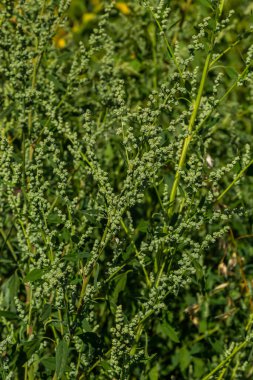 Chenopodium albümü, Lobodaceae ailesinin grimsi toz bitkileriyle kaplı, her yıl üretilen gri-yeşil otların bir türüdür..
