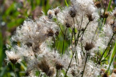 Cirsium arvense, devedikeni (devedikeni) familyasından bir bitki türü. Tohumlu sonbahar bitkileri. İlaç bitkileri.