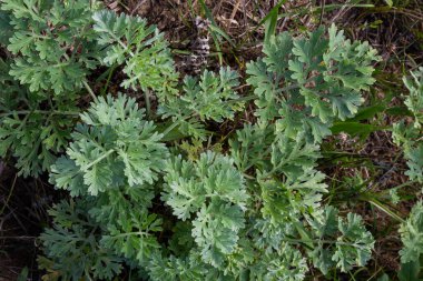 Artemisia absinthium, aster ailesinin uzun ömürlü bitkisidir. İlaç, gıda, bitki öldürücü, gerekli yağ, boya, tanin taşıyıcı ve böcek öldürücü kültür. Dünyanın en acı bitkilerinden biri..