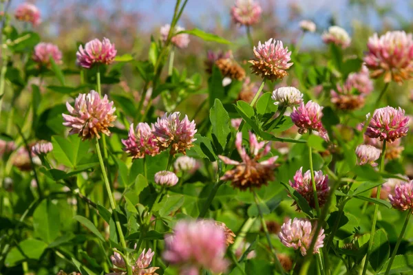 Beautiful white, pink and green floral meadow landscape full of Alsike clover trifolium hybridum. Pale pink and whitish flowers in summer.