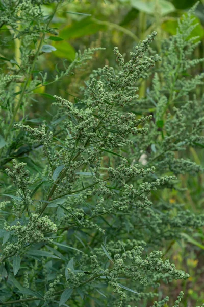 チェノポジウム アルバム Chenopodium Album アオイ科の灰色の粉末植物で覆われた草本の灰色緑の一種である — ストック写真