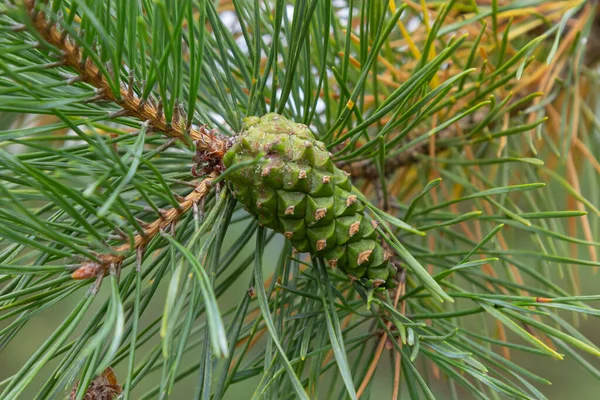 Pin Pin Cône Pin Vert Accroché Sur Branche Aiguilles Sapin — Photo