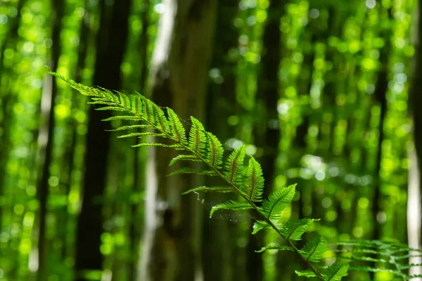 Dryopteris carthusiana is a species of herbaceous plants of the Dryopteridaceae family, common in temperate regions of Eurasia and North America. Medicinal plant.