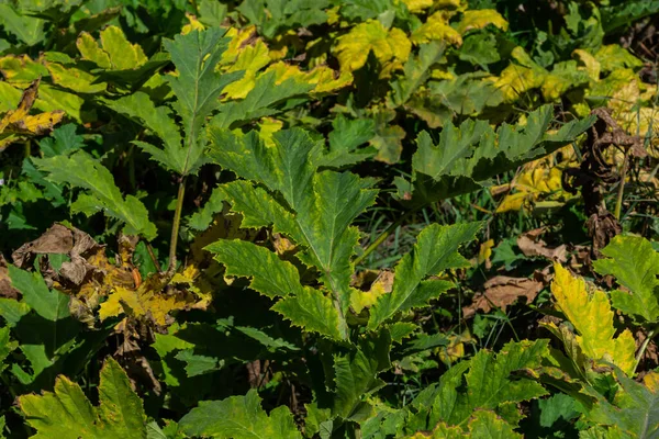 青空に背を向けて 巨大な雑草のハーレクアムMantegazzianum 種子の巨大なバスケットで乾燥した雑草 空に対して種子を持つ大きな巨大な雑草のバスケット 侵入型有毒植物 — ストック写真