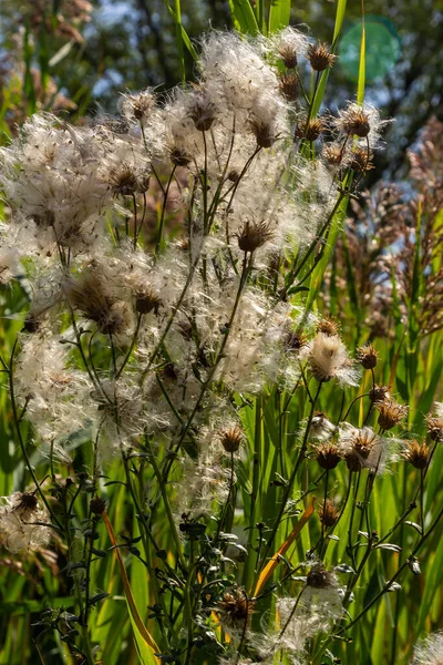 Cirsium Arvense Uma Espécie Planta Com Flor Pertencente Família Asteraceae — Fotografia de Stock