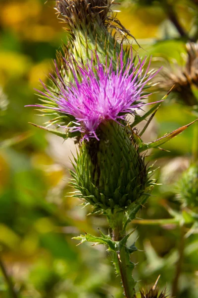 Cardo Común Una Especie Del Género Del Cardo Nativa Europa —  Fotos de Stock