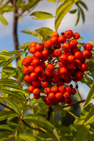 Горобина Гілці Горобина Червона Горобина Ягоди Rowan Tree Горобина Звичайна — стокове фото