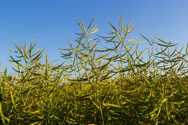 Rape Brassica napus, ripe, dry rape in the field. Ripe dry rapeseed stalks before harvest in day light.
