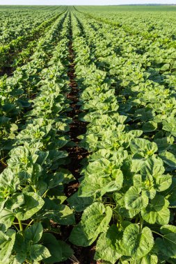 Ayçiçeği olgunlaşması için yeşil alan, tarım arazisi. Çiçek açmayan bitki. Gün batımında ayçiçeği tarlaları. Güneşin arka planına karşı. Genç ayçiçeği.