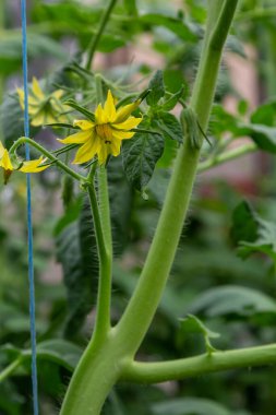 Close-up view of fully open bright yellow tomato flower among green leaves of tomatoes. Elegant romantic image of flowering tomato plant and creative idea of gardening. Green natural background.