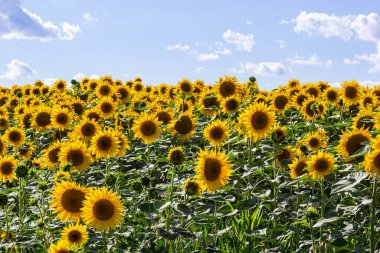 Bulutlu mavi gökyüzü ve parlak güneş ışıkları üzerinde ayçiçeği tarlası.