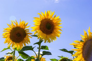 Çiçeklenmenin başlangıcında genç ayçiçekli tarla.