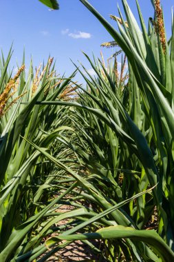Corn or maize field in organic land agriculture.