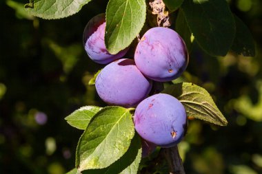 Gün batımında sulu meyveli erik ağacı.