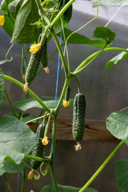 Genç yeşil salatalık sebzeleri yeşil evdeki salatalık bitkilerinin lianalarında asılı..